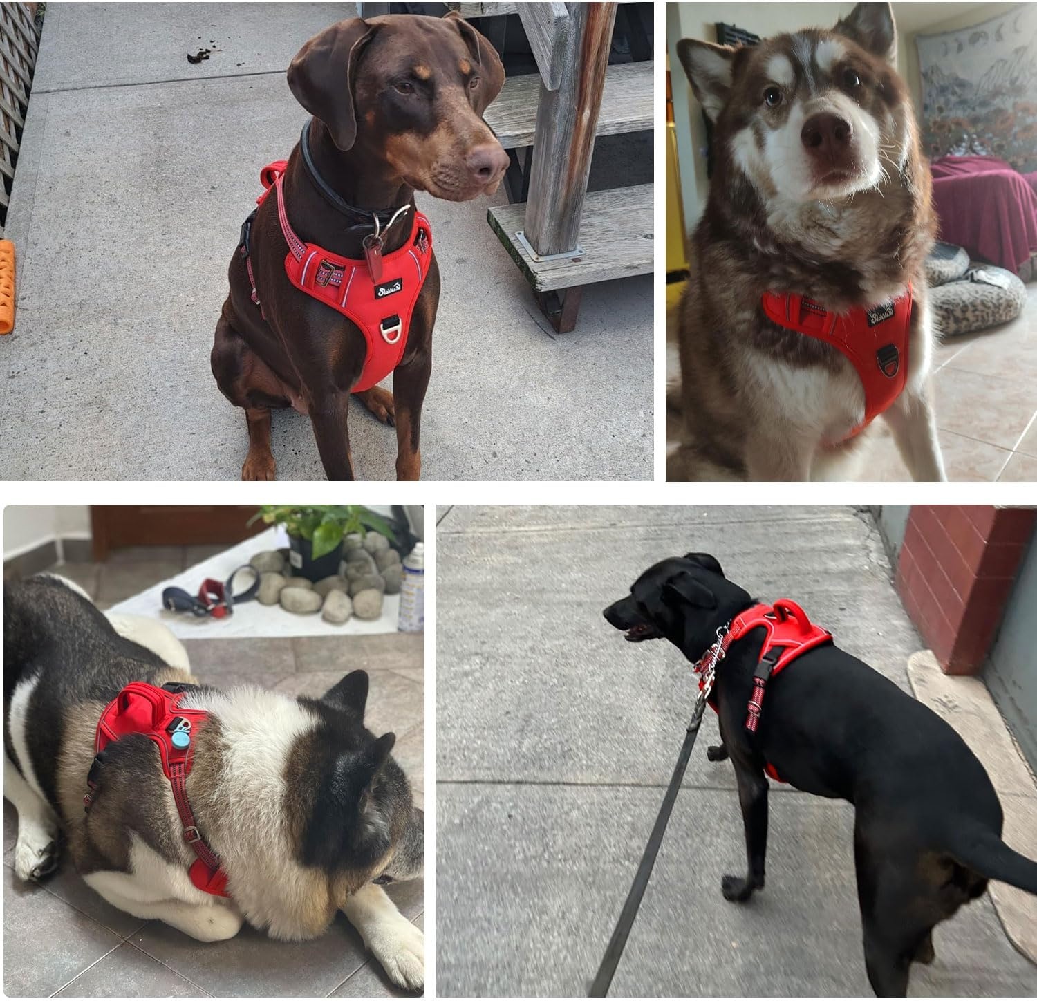 image:imageSlowTon No Pull Dog Harness Heavy Duty No Choke Pet Harness with 2 Leash Clips and Easy Control Vertical Handle Adjustable Soft Padded Dog Vest for Small Medium and Large DogsYellow Camo LargeCRed